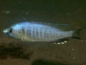 Фото Copadichromis cyclicos