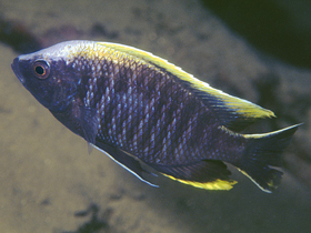 Фото Копадихромис гиртса