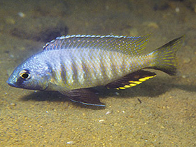 Фото Copadichromis thinos