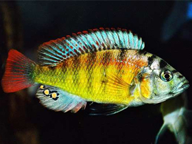 Фото Хаплохромис Брауна