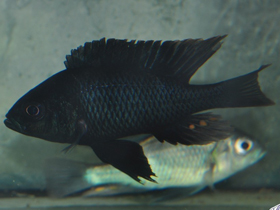 Фото Haplochromis coprologus