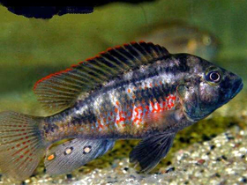 Фото Haplochromis flaviijosephi