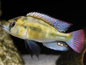 Фото Лаброхром Измаэля