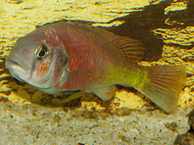 Фото Астатотиляпия Мартина