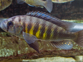 Фото Темноплавничный липохром