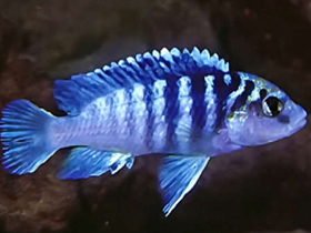 Фото Лабидохром Чисумула