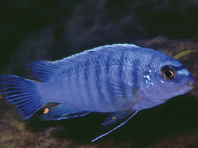 Фото Большой лабидохромис