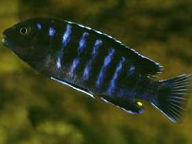 Фото Голубой лабидохромис