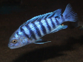 Фото Зебровый лабидохром