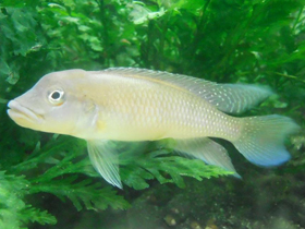 Фото Сизый лампролог Вернера