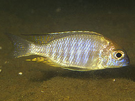 Фото Большеглазый летринопс