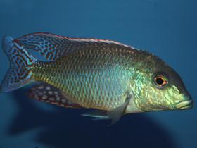 Фото Глазчатый летринопс