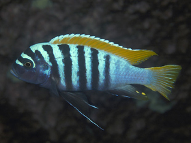 Фото Maylandia emmiltos