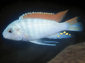 Фото Майландия грешаки