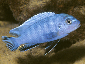 Фото Семиполосый псевдотрофеус