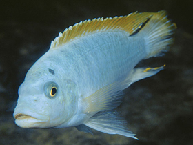 Фото Майландия Мбенджи