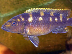 Фото Пестрый меланохромис