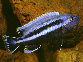 Фото Меланохромис Чипока