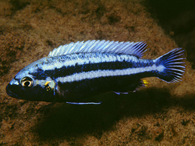 Фото Melanochromis heterochromis