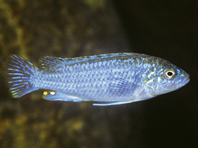 Фото Ситцевый меланохром