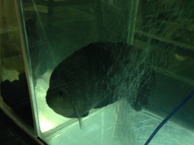 Фото Гаитянская цихлида