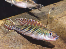 Фото Нанохромис крошка