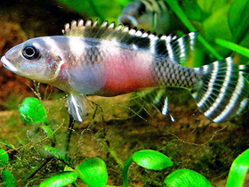 Фото Сетчатый нанохром