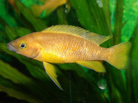 Фото Апельсиновый лампрологус