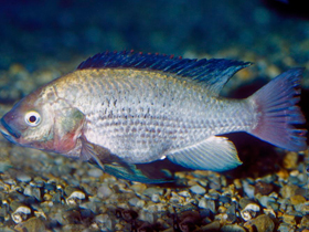 Фото Промысловый ореохром