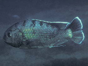 Фото Ореохром Лидоле