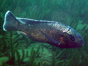 Фото Чешуеплавничный ореохром