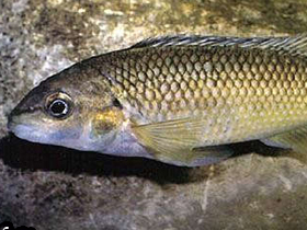 Фото Оксиляпия Полла