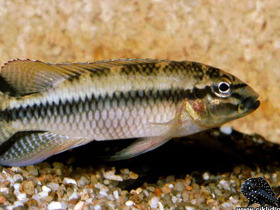 Фото Красивый паранахромис