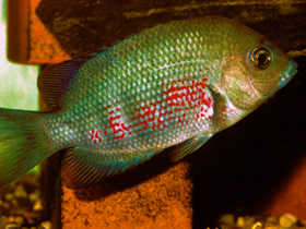 Фото Парэтроплюс дамбабе