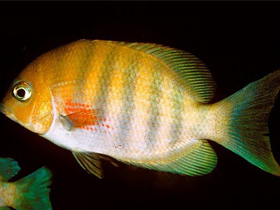 Фото Парэтроплюс маромандия