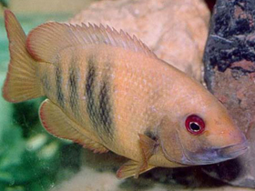 Фото Голубогубый парэтроплус