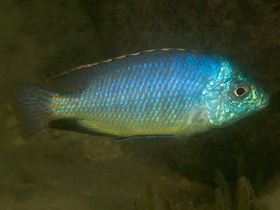Фото Полосатый протомелас виргатус