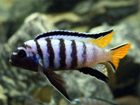 Фото Стройный псевдотрофеус