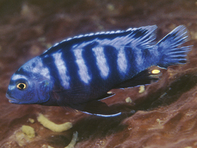 Фото Псевдотрофеус Саулози