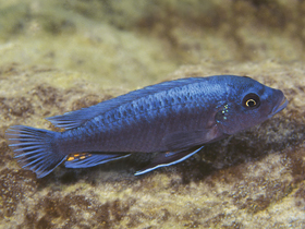 Фото Голубой псевдотрофеус