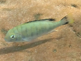 Фото Симохром Полла