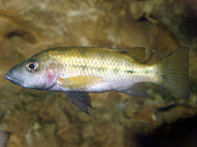 Фото Ленточная стоматепия