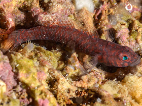 Фото Corcyrogobius lubbocki