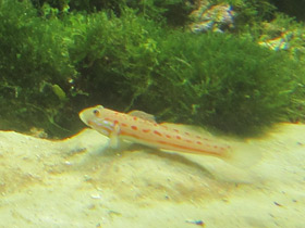 Фото Розовопятнистый бычок