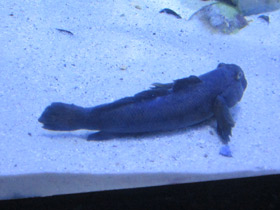 Смотреть фото Бычок-кругляк Фото Бычок-кругляк