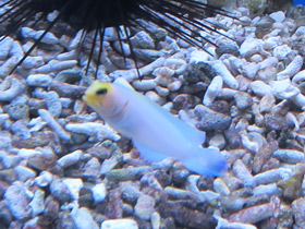 Фото Желтоголовый карибский бычок