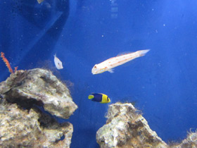 Фото Длинноплавничный бычок валансьенн