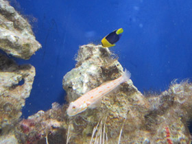 Фото Длинноплавничный бычок валансьенн