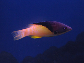 Фото Губан мезоторакс