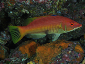 Фото Bodianus scrofa